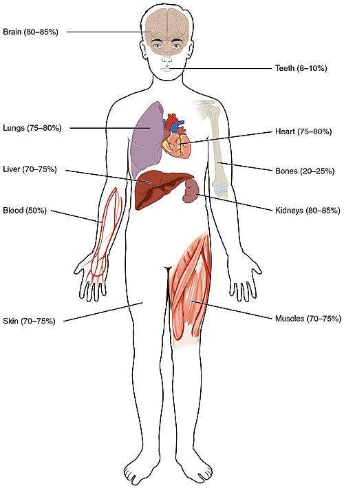 ”2701_Water_Content_in_the_Body-01” by OpenStax College is licensed under CC BY 3.0 Illustration and text depicting water content in the body