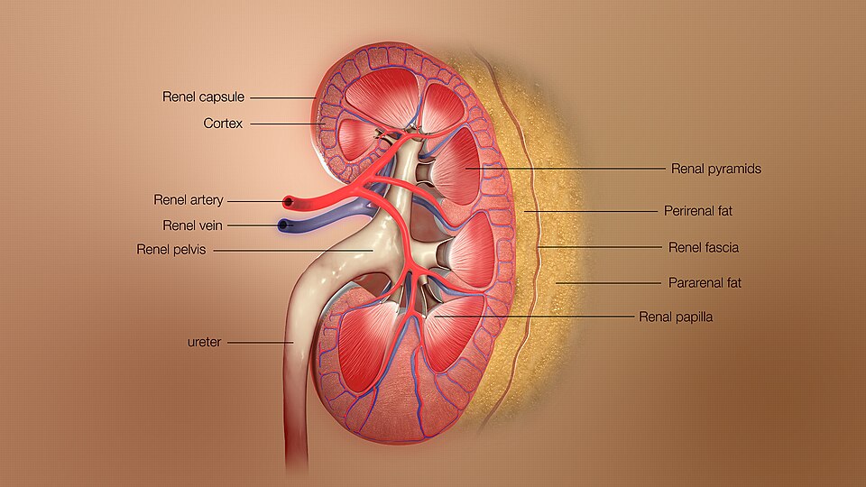 “3D_Medical_Animation_depicting_Kidney_Layers.jpg” by https://www.scientificanimations.com is licensed under CC BY-SA 4.0 Illustration and text showing kidney layers