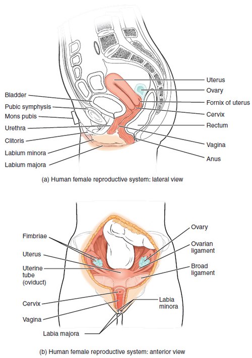 Illustration and text showing the major structures of the female reproductive system from the lateral view