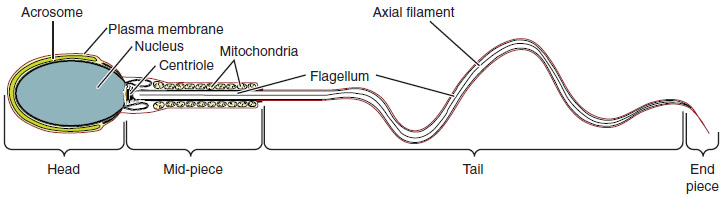 Illustration and text showing the composition of a sperm