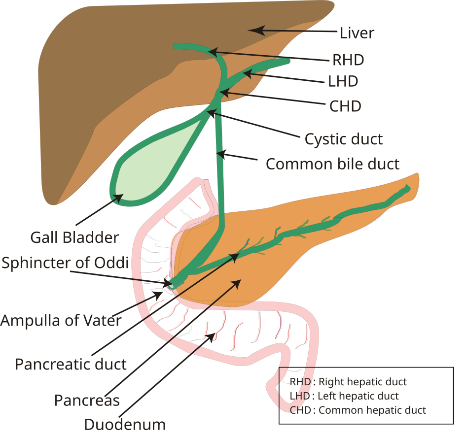 "Biliary_system_new" by Vishnu2011 is in the Public Domain. Illustration showing biliary system