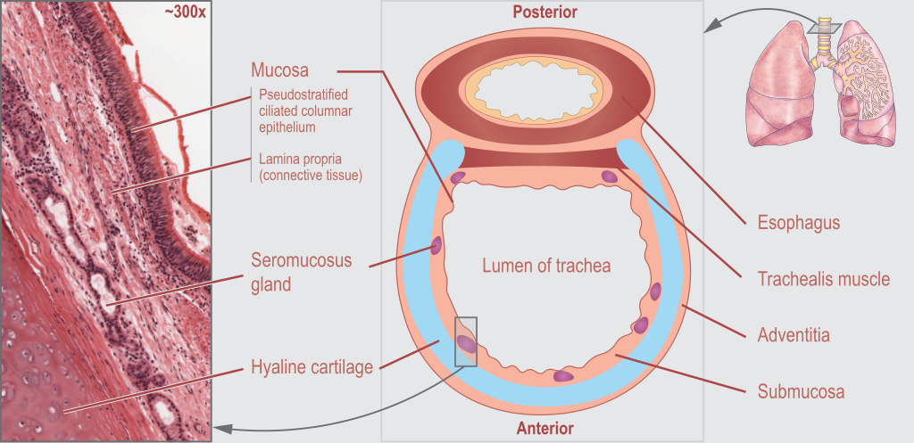Illustration and micrograph showing sections of the trachea and esophagus