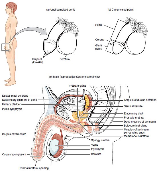 Illustration showing an uncircumcised penis, a circumcised penis, and the major structures of the male reproductive system