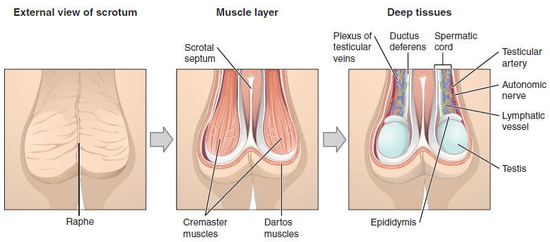 Illustration showing external, muscle layer, and deep tissue views of the scrotum