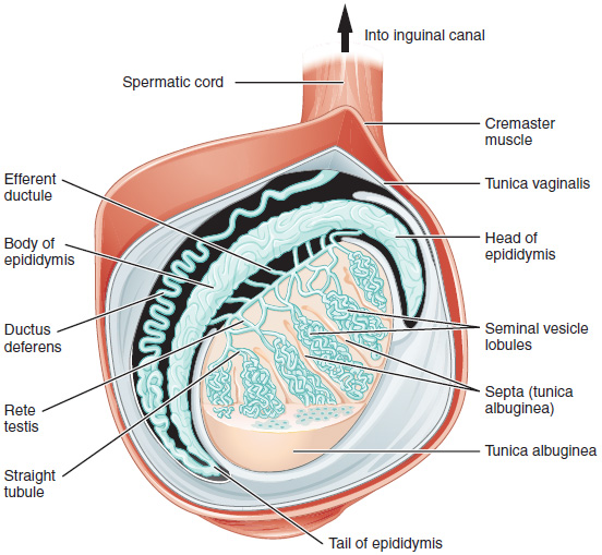 Illustration and text showing major structures of the testis