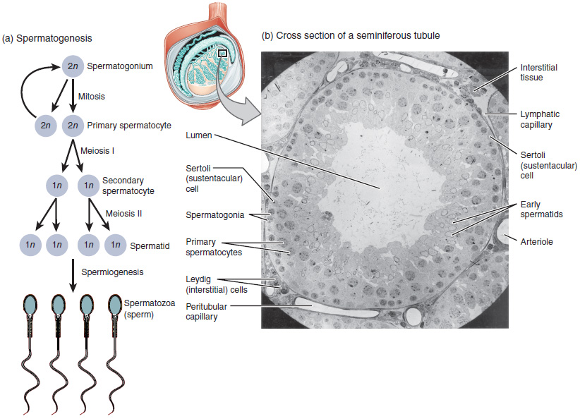 Illustration and micrograph showing spermatogenesis and seminiferous tubule