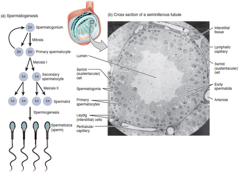Illustration and micrograph showing spermatogenesis and seminiferous tubule