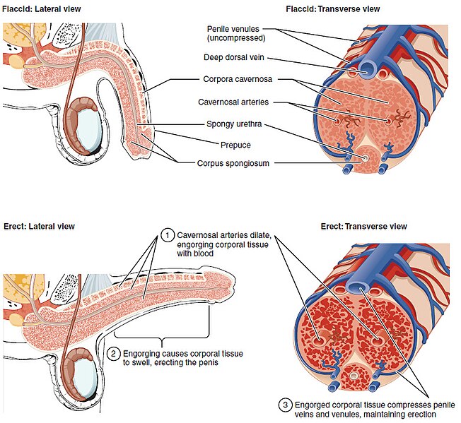Illustration showing major structures of both flaccid and erect penises from lateral and transverse views