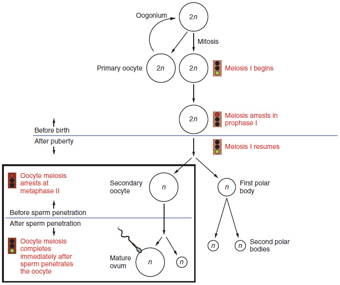 Illustration and text showing the process of oogenesis