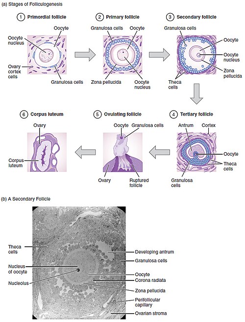 Illustration, text and a micrograph showing the stages of folliculogenesis along with a secondary follicle