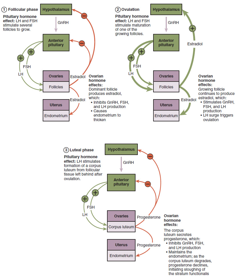 Illustration and text detailing follicular, ovulation and luteal phases of menstraul cycle