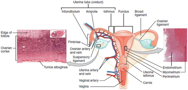 Illustration and micrographs showing major structures of the ovaries, uterus and fallopian tubes