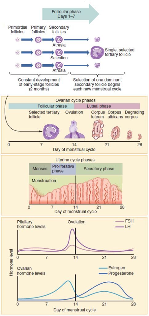 Infographic showing the hormone levels during different phases of the menstrual cycle