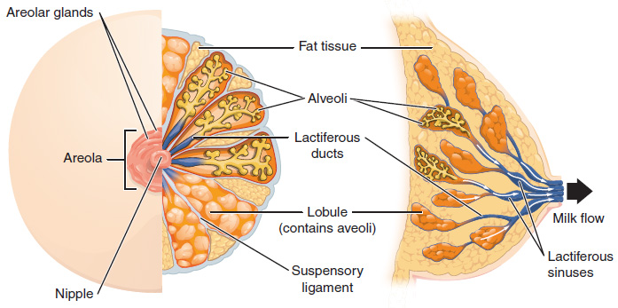 Illustration and text showing major structures of the female breast