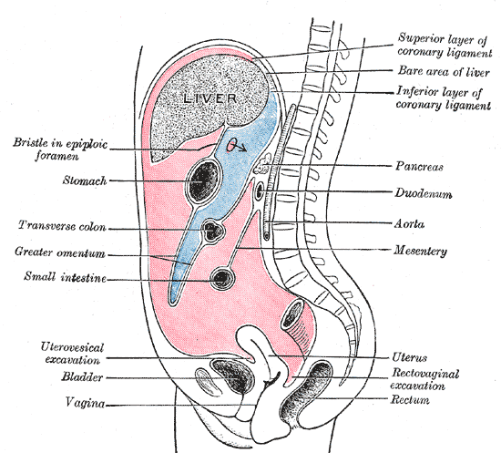 "Gray1035" by Henry Gray (1918) Anatomy of the Human Body and is in the Public Domain. Illustration showing Vertical disposition of the peritoneum