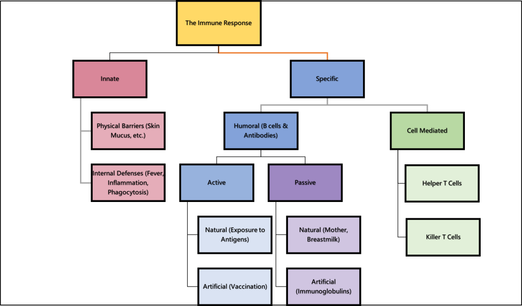 "Immune_Response 2" by Open RN is licensed under CC BY-NC 4.0 Flowchart showing the immune response