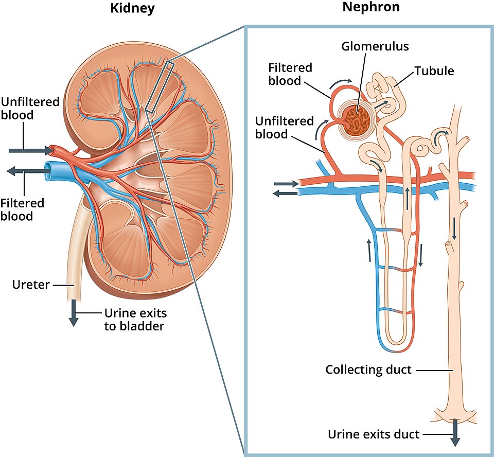 ”Kidney_and_Nephron” by National Institute of Diabetes and Digestive and Kidney Diseases, National Institutes of Health is licensed under CC0, Public Domain Illustration and text depicting the structures of the kidney and nephron