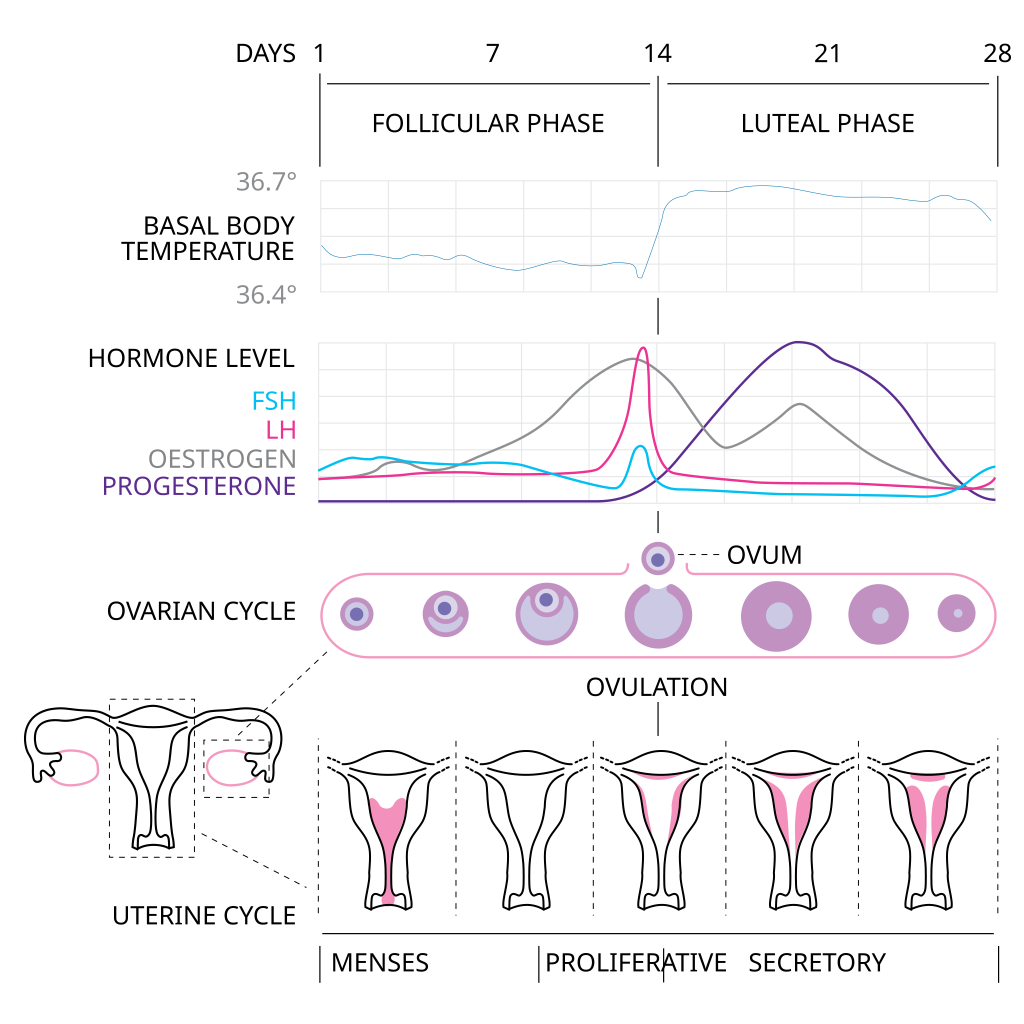 Line graph and illustration showing hormone levels during various menstrual cycle phases
