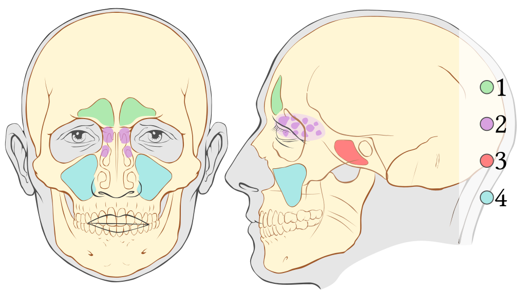 Illustration showing two views of the sinuses