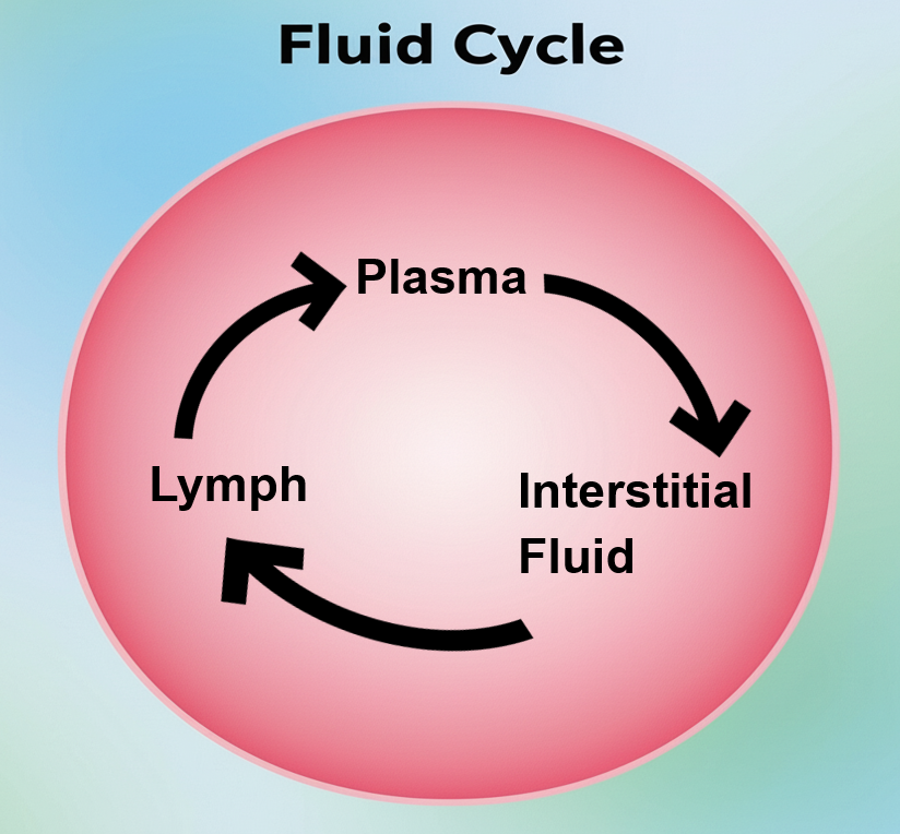 "Fluid_cycle" by Nic Ashman, Chippewa Valley Technical College is licensed under CC BY-NC 4.0 A round shape with the words plasma, interstitial fluid, and plasma connected by arrows to represent the fluid cycle