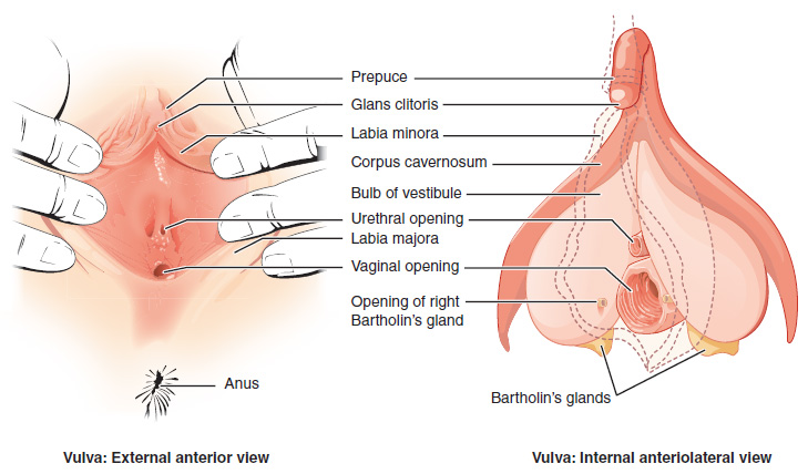 Illustration and text showing major structures of the vulva from external anterior and internal anterolateral views