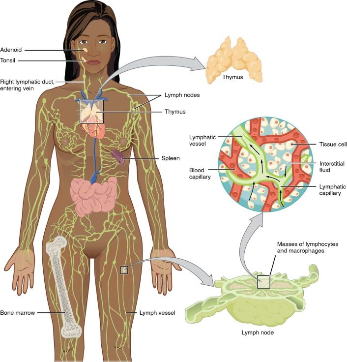 ”d3e44f4f487706f7c5de03874c905d6f42821321” by OpenStax College is licensed under CC BY 4.0. Access for free at https://openstax.org/books/anatomy-and-physiology-2e/pages/21-1-anatomy-of-the-lymphatic-and-immune-systems Illustration showing lymphatic system with closeups and text labels for major structures