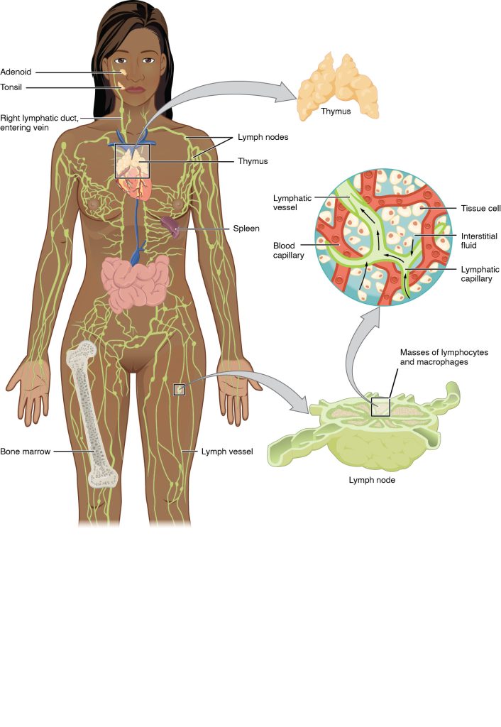 ”d3e44f4f487706f7c5de03874c905d6f42821321” by OpenStax College is licensed under CC BY 4.0. Access for free at https://openstax.org/books/anatomy-and-physiology-2e/pages/21-1-anatomy-of-the-lymphatic-and-immune-systems Illustration showing lymphatic system with closeups and text labels for major structures