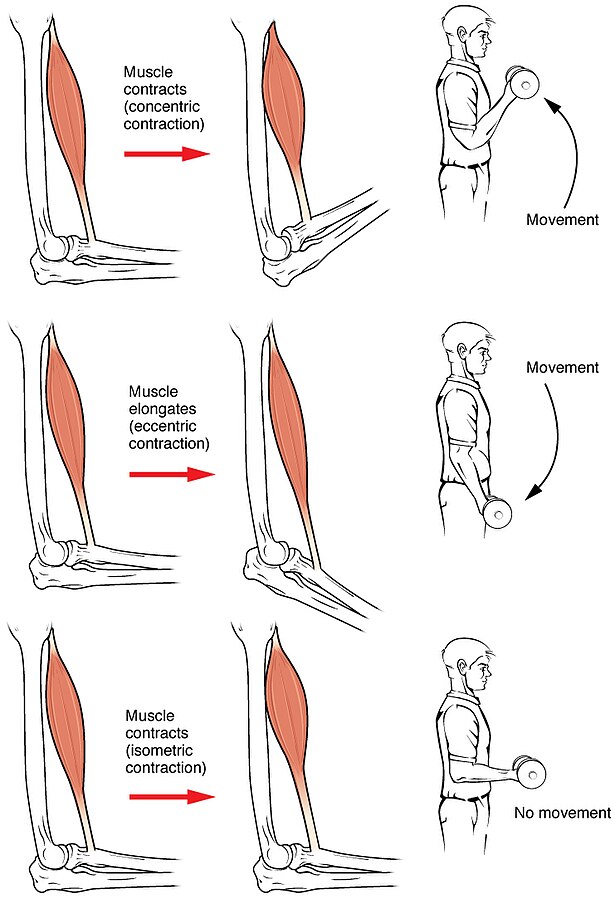 Illustration showing muscle contraction types and locations