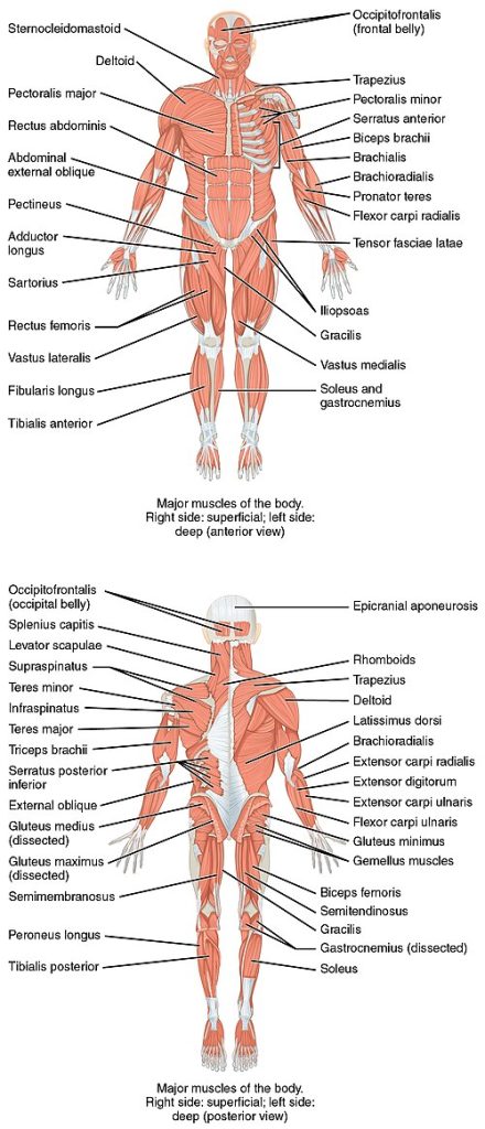 Illustration showing anterior and posterior views of muscles with text labels for major structures
