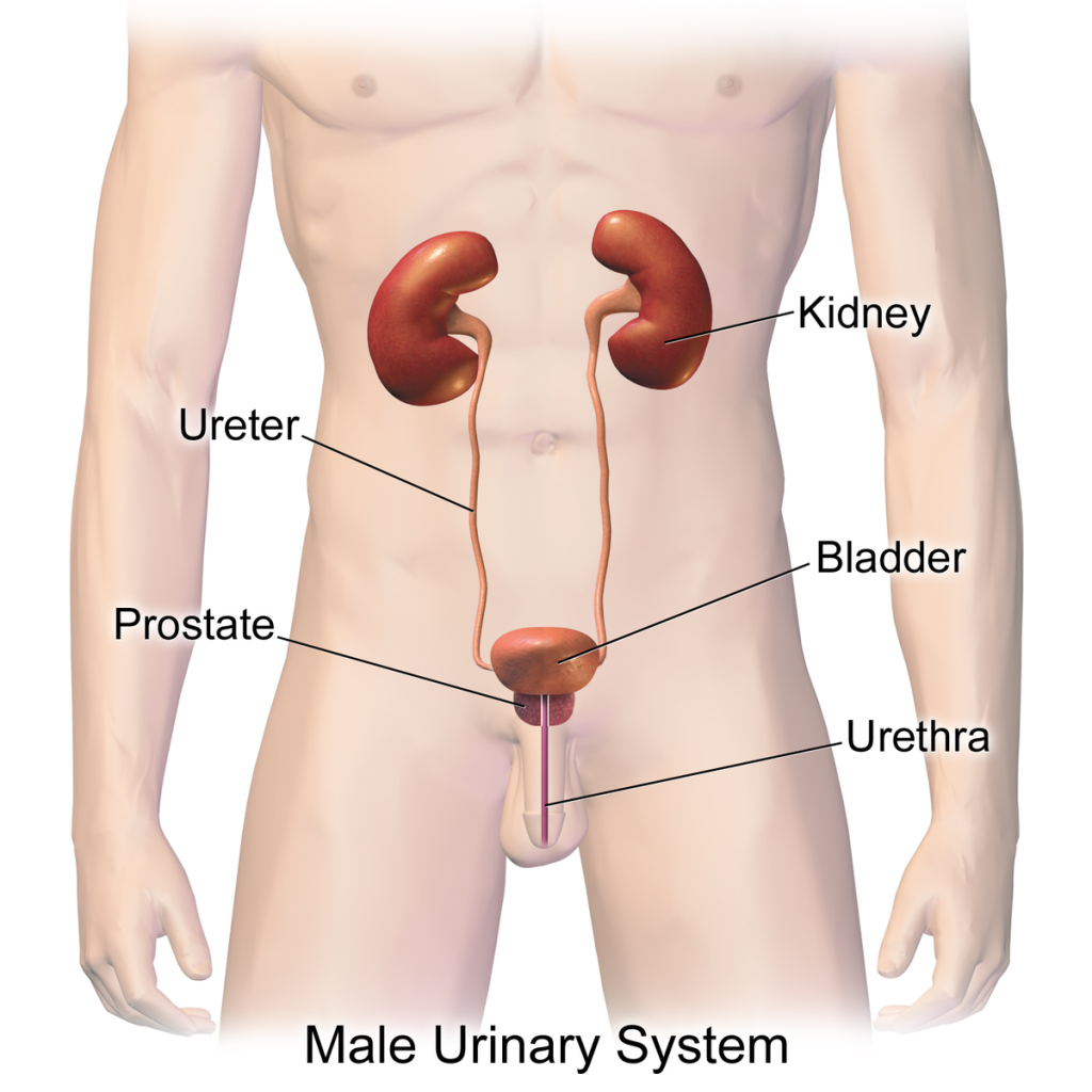Illustration showing major structures and location of the male urinary system