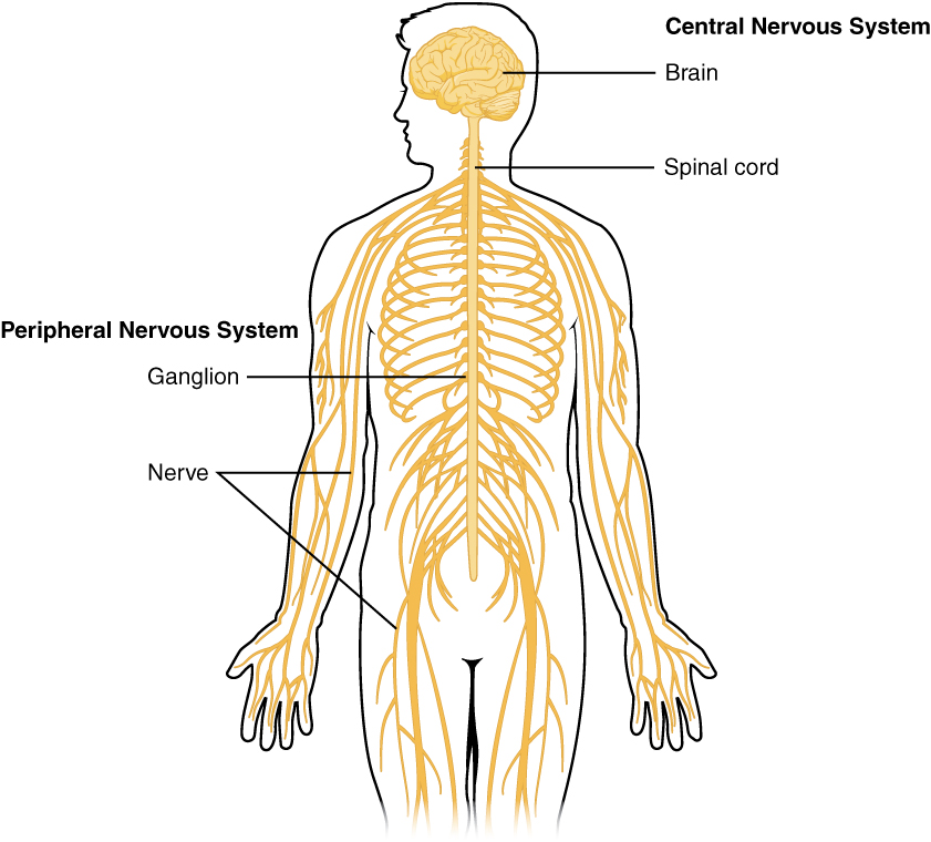 Illustration showing location and components of central and peripheral nervous systems in a human form