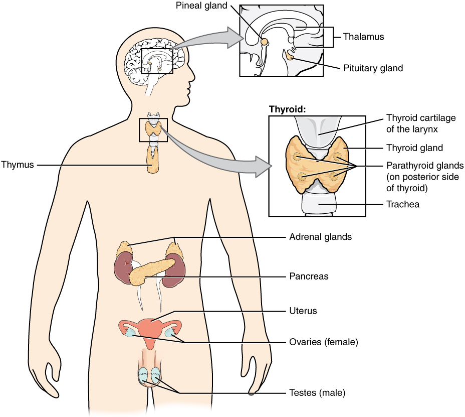 Illustration showing location and major structures of the endocrine system