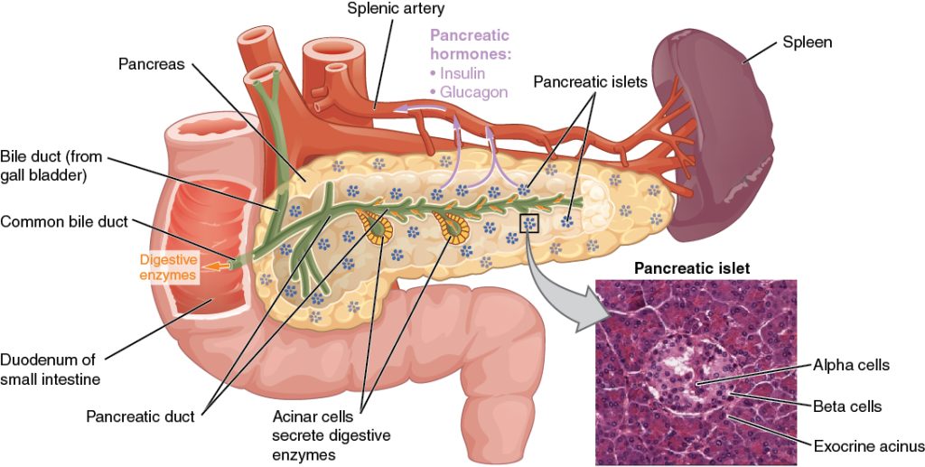 Illustration showing major components of the pancreas along with a micrograph of the pancreatic islet
