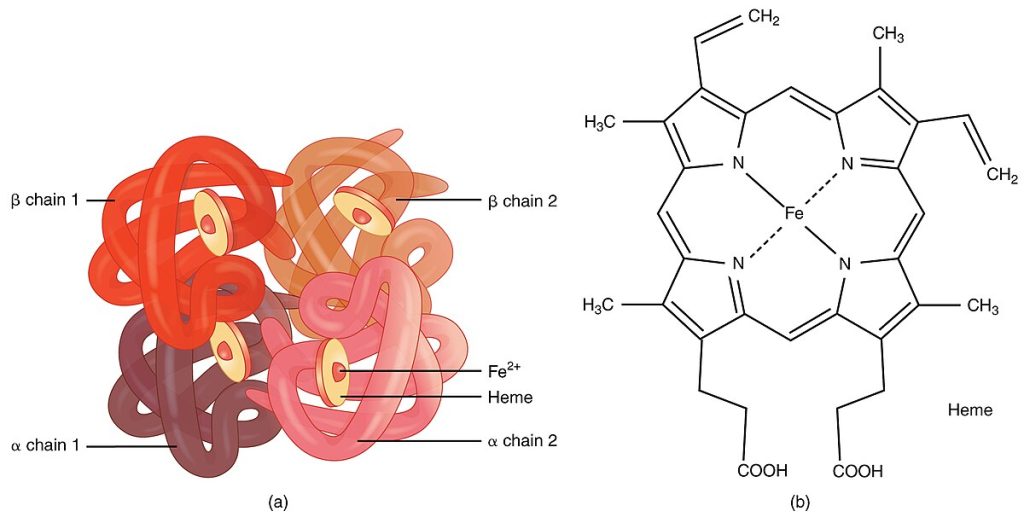 Illustration showing composition of hemoglobin