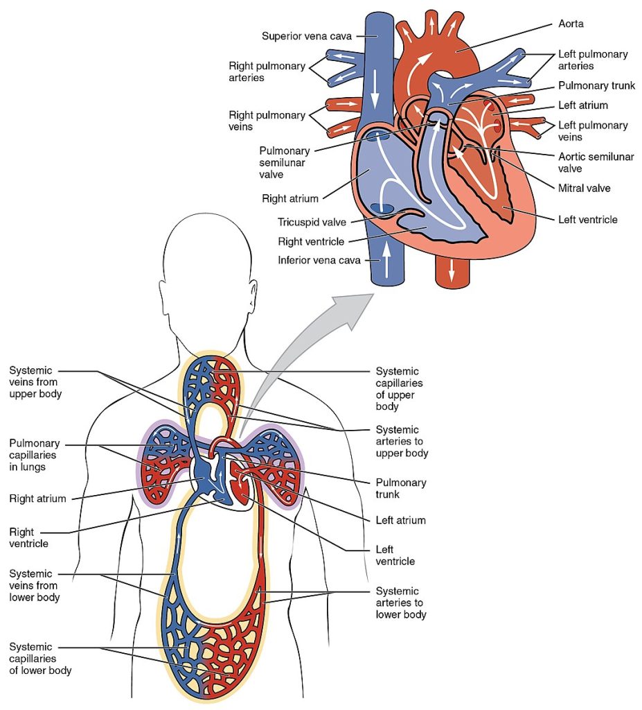 Illustration showing the location and major components of the human circulation system