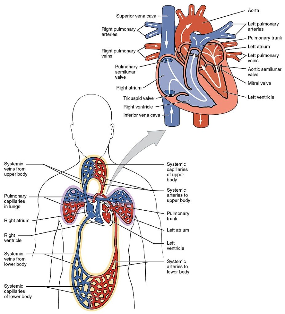 Illustration showing human blood circulation, with callout illustration of heart anatomy