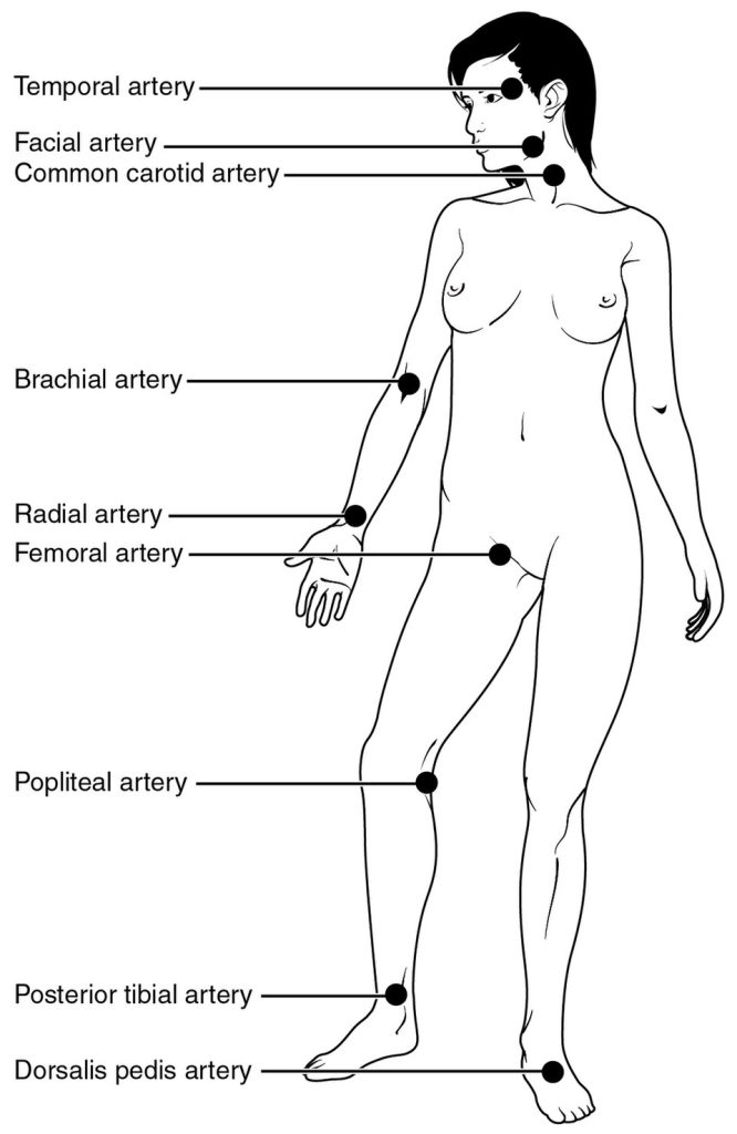 Illustration showing the pulse points on a human female form