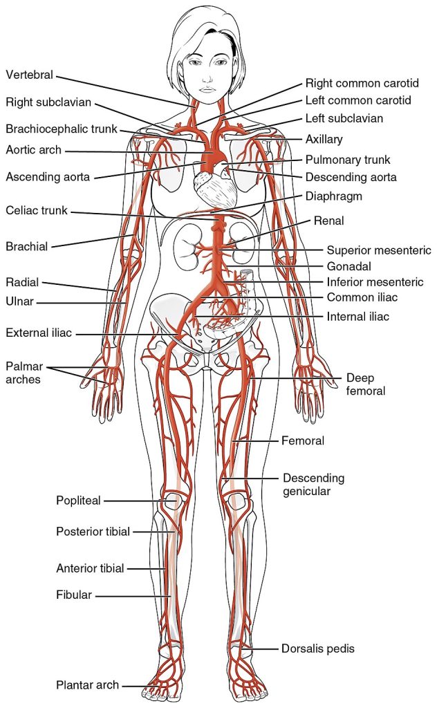 Illustration showing location and components of arteries in the human body