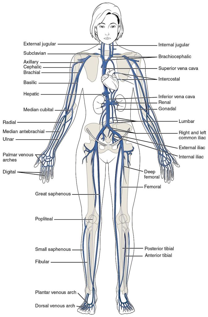 Illustration showing location and components of veins in the human body
