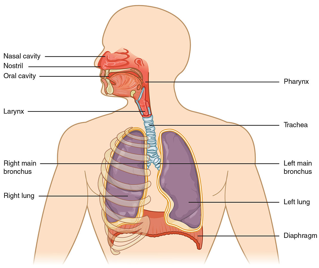 Illustration showing location of major respiratory organs