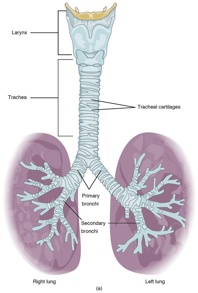 Illustration showing structures of the reparatory zone