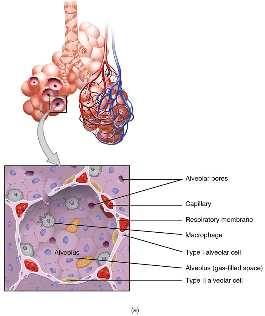 Illustrations showing location and composition of structures in the respiratory zone