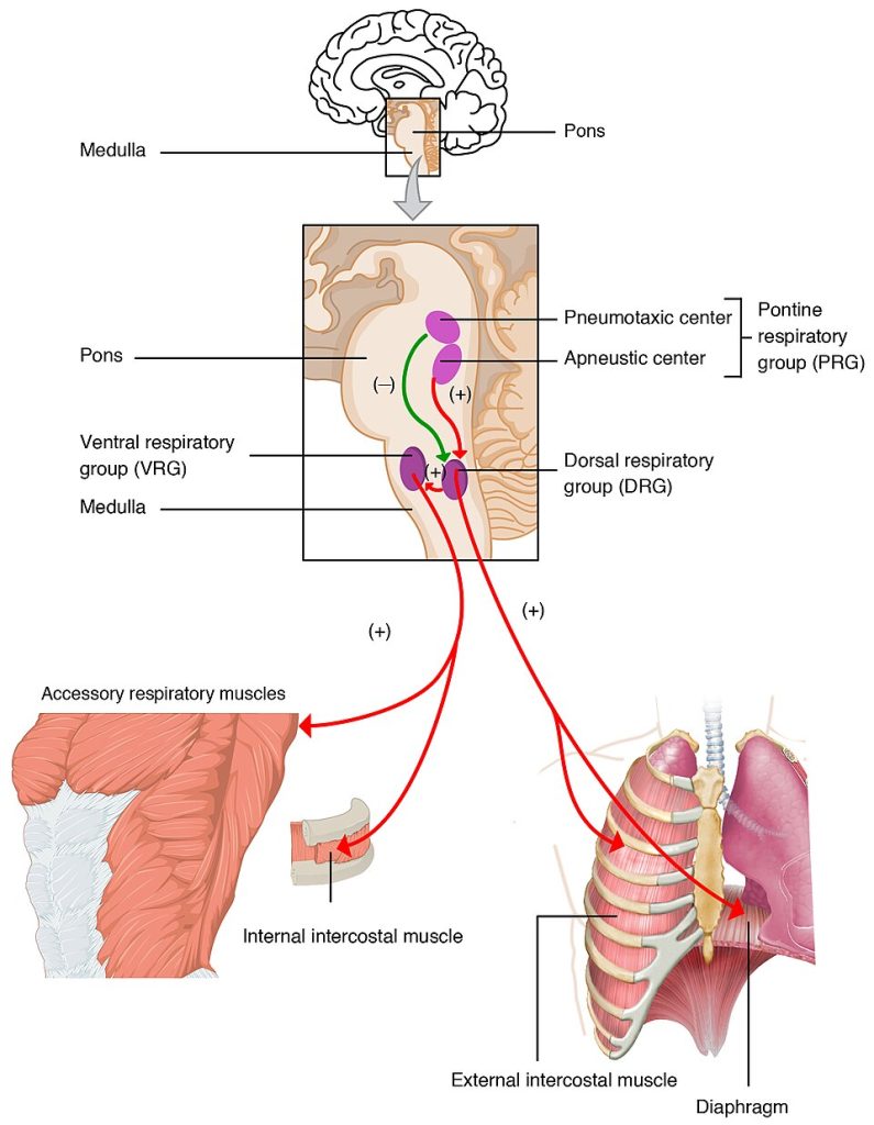 Illustration showing the location and major components of the respiratory centers of the brain