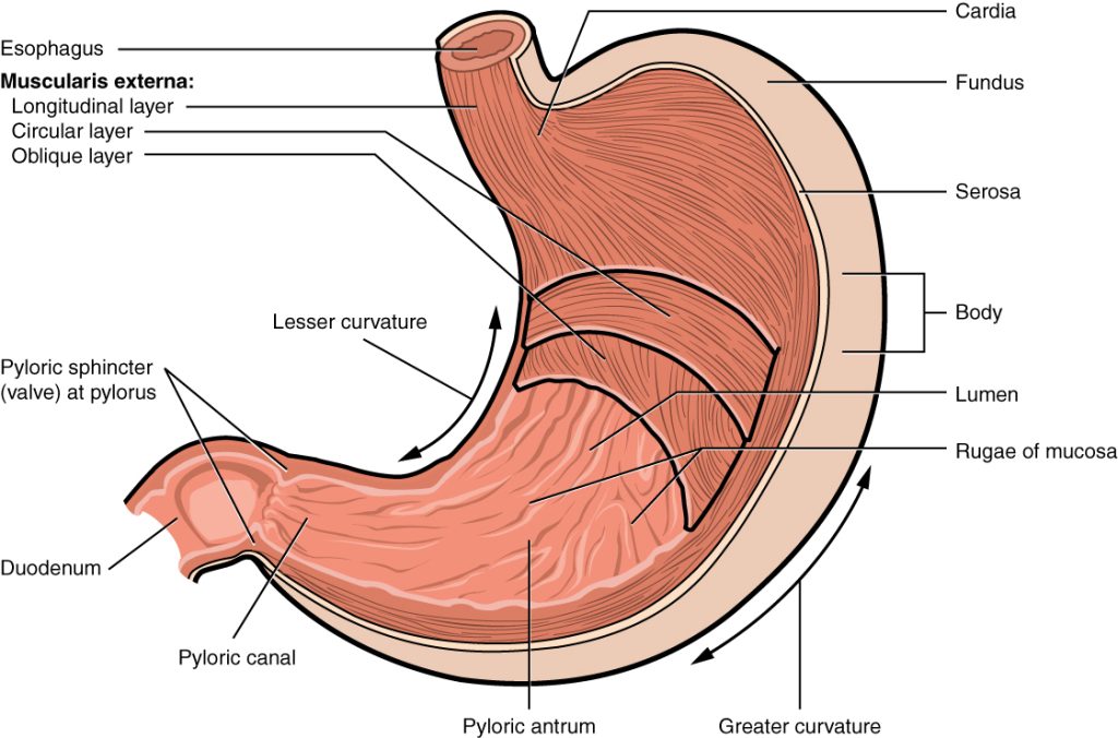Illustration showing location of major structures of the stomach