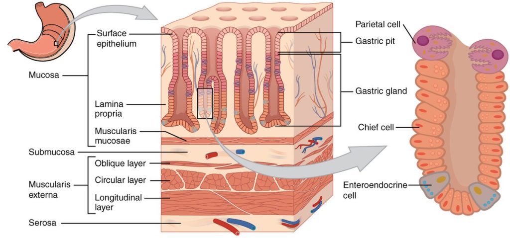 Illustrations showing histology of the stomach