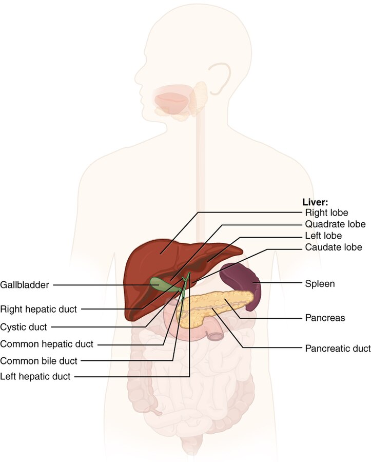 Illustration showing location of accessory organs related to the digestive system