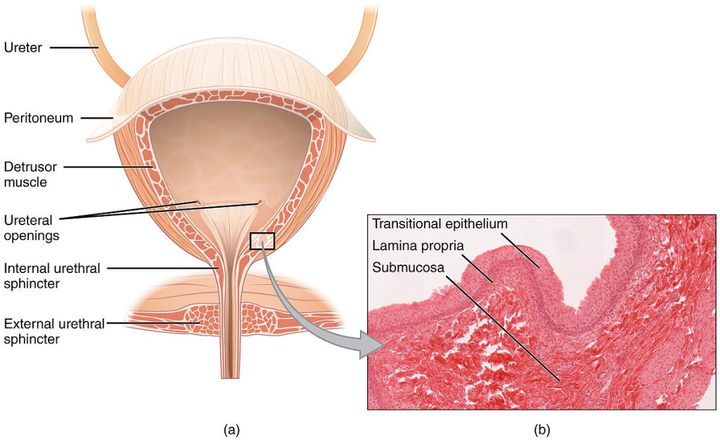 Illustration showing the major components of the the bladder with a micrograph showing transitional ephithelium, lamina propria, and submucosa