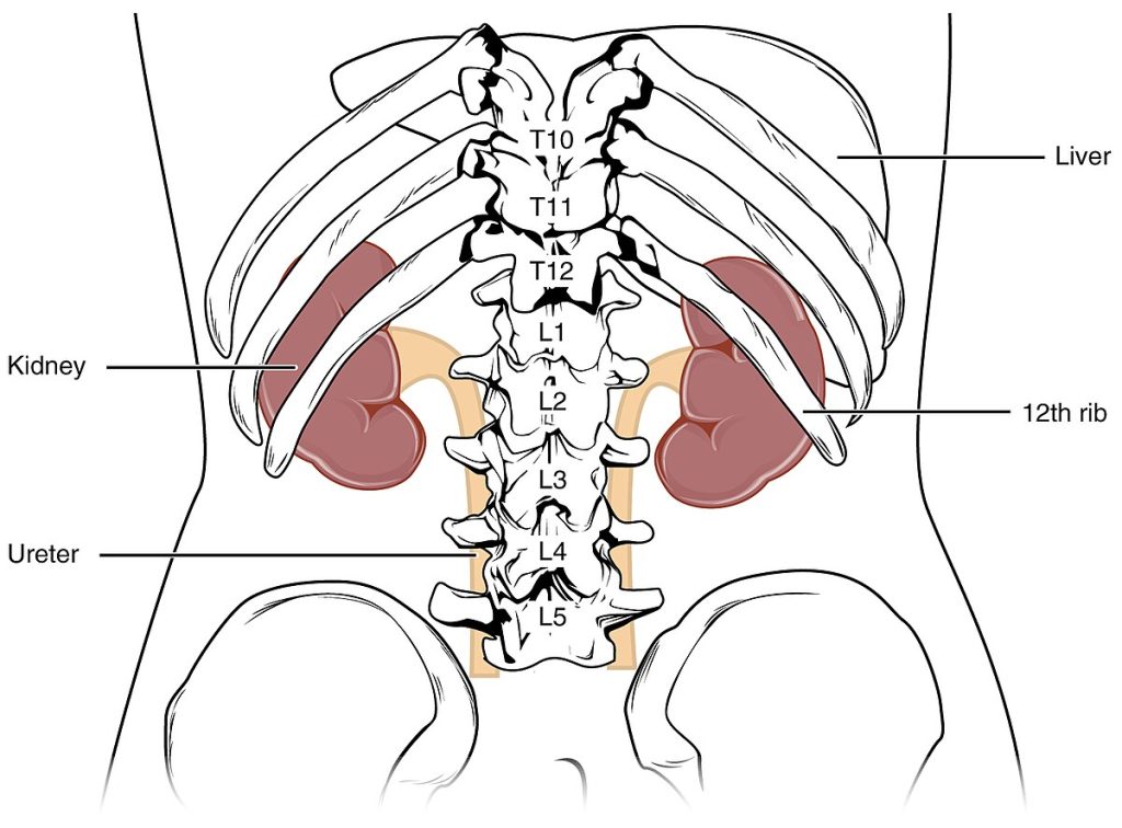 Illustration showing position of kidneys underneath the 12th rib