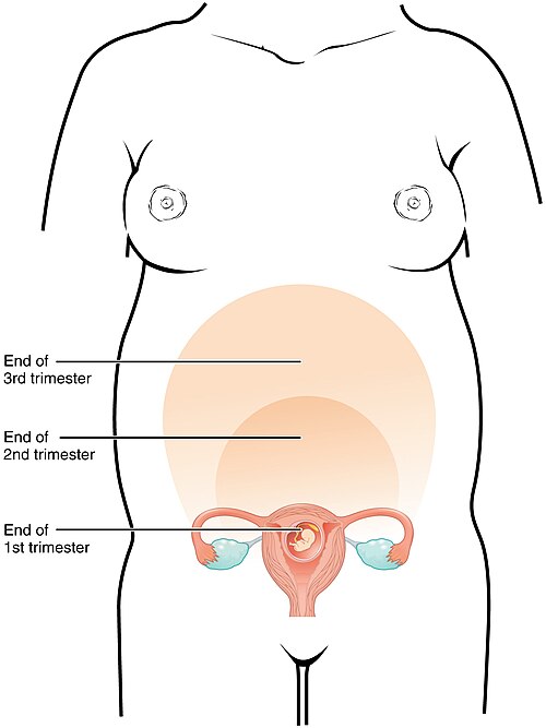 Illustration showing size of uterus during different trimesters