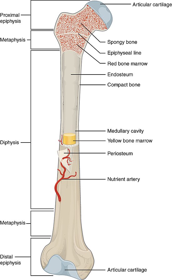 Illustration showing the anatomy of a long bone